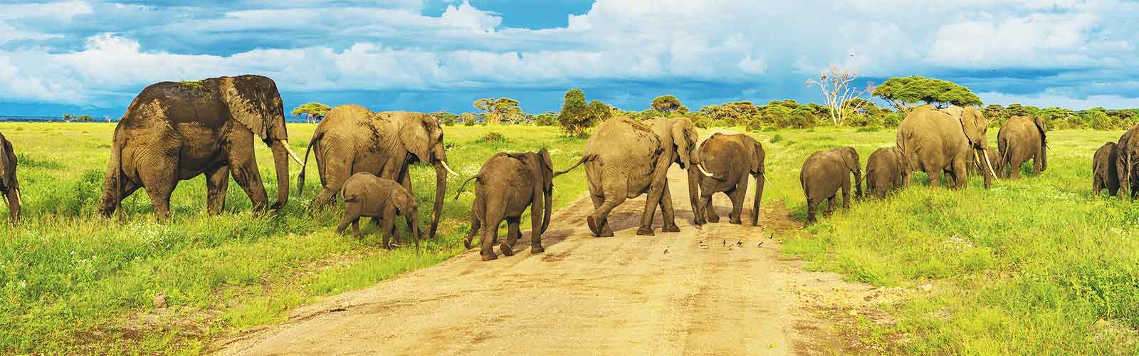 partir en Tanzanie pour les safaris